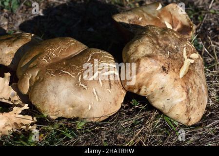 Giant Puffball Mushrooms Calvatia gigantea Stock Photo