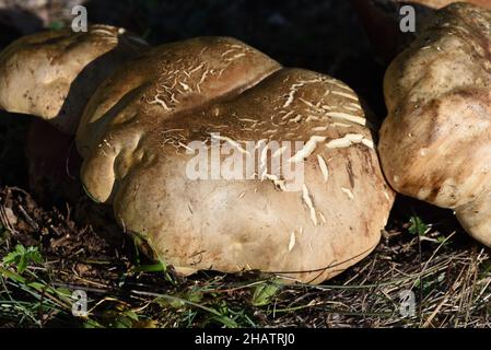 Giant Puffball Mushrooms Calvatia gigantea Stock Photo