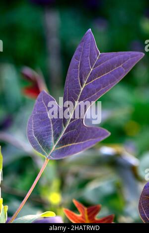 Liriodendron chinense,Chinese tulip tree,leaves,foliage,attractive leaves,attractive foliage,unsual shape leaves,unusual foliage,RM Floral Stock Photo