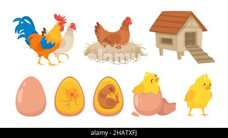 Hatching process set. Chick, chicken, henhouse, rooster Stock Vector