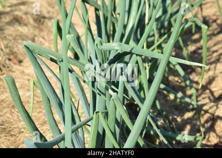 Growing herbs, spring onion rows. Healthy fresh food. Stock Photo