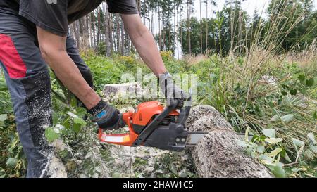 Lumberjack working with power chain saw at cutting wooden log. Forest worker in work trousers and protective gloves on hands.holding portable chainsaw. Stock Photo