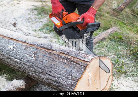 Power chainsaw in logging worker hands at cutting wood plank of felled tree trunk. Detail of lumberjack holding chain saw with guide bar in wooden log. Stock Photo
