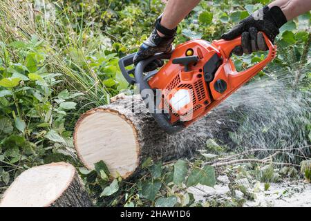 Closeup of power chain saw in lumberjack hands and flying sawdust at cutting wood. Forest worker holding orange portable gasoline chainsaw in greenery. Stock Photo