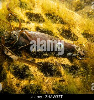 An underwater picture of a fishing lure for catching predatory fish. Brown lure on a yellow brick. The concept of active recreation Stock Photo