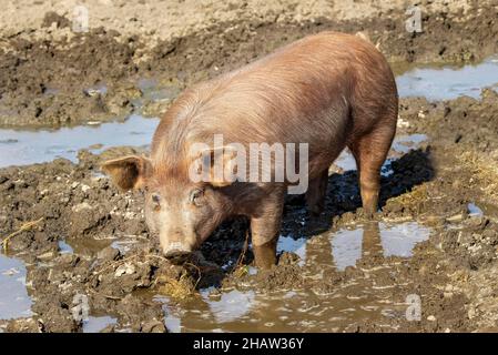 Duroc pig standing in the mud pool, Vomp, Tyrol, Austria Stock Photo
