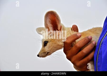 Hand holding desert fox (fennec) with head in profile, Rissani, Morocco Stock Photo