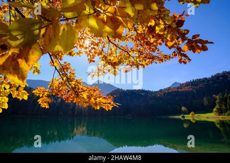 Alatsee near Fuessen, in autumn, Ostallgaeu, Upper Bavaria, Bavaria, Germany Stock Photo