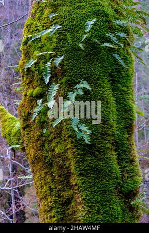 Mossy tree trunk, ferns growing on a tree in the forest, near the Rottach Falls, Rottacher Wasserfaelle, near Enterrottach, Tegernsee, Upper Bavaria Stock Photo