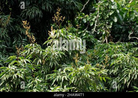 Litchie lychee (Litchi chinensis) Flower bloom Madagascar Madagascar Stock Photo