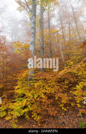 Beech (Fagus) forest path in autumn, sawn-off beech trunks, Baden-Wuerttemberg, Germany Stock Photo