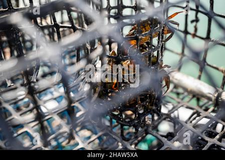Small crabs used as bait in octopus traps in Alvor, Algarve, Portugal Stock Photo