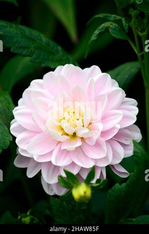 Bracken Ballerina,Waterlily Dahlia,pink,pastel,flower,bloom,flowers,bloom,blossom,closeup,plant,portraits,flowers,flowering,perennials,blooms,blossoms Stock Photo