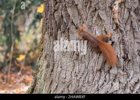 Eurasian red squirrel (Sciurus vulgaris) on tree trunk, Hesse, Germany Stock Photo