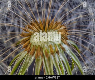 Dandelion (Taraxacum officinale), dandelion, close-up, BW, Germany Stock Photo