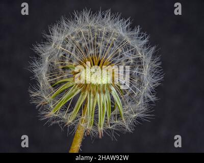 Dandelion (Taraxacum officinale), dandelion, close-up, BW, Germany Stock Photo