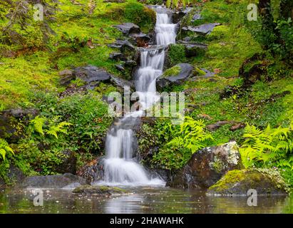 Small stream with waterfall in the botanical garden, Terra Nostra Park, Furnas, Sao Miguel Island, Azores, Portugal Stock Photo