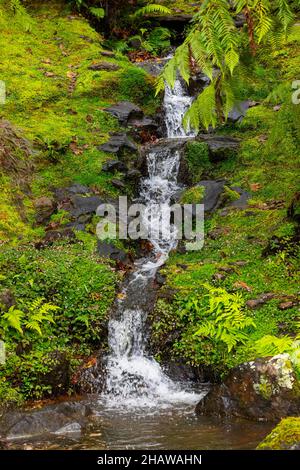 Small stream with waterfall in the botanical garden, Terra Nostra Park, Furnas, Sao Miguel Island, Azores, Portugal Stock Photo