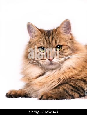 long hair cat in front of white backround Stock Photo