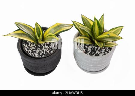 Snake plant or Sanseviera laurentii plant in clay pot isolated on white background Stock Photo