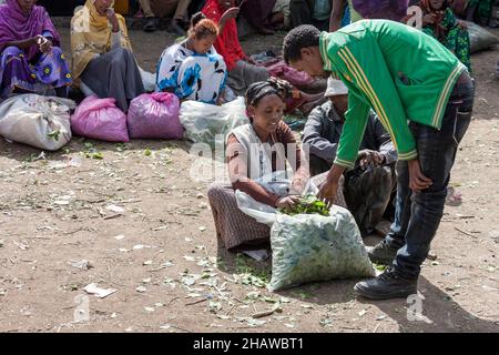 Cath leaves, cath bush (Catha edulis), market, Asebe Teferi, Oromia, Ethiopia Stock Photo