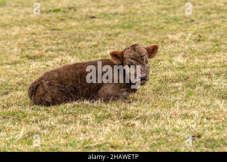 Highland cattle on top of Broomfield Hill in the Quantocks Area of Outstanding Natural Beauty in Somerset, England, UK Stock Photo