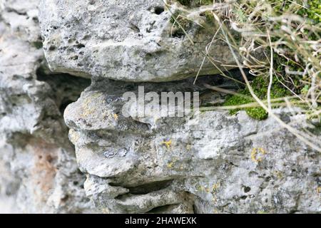wild lizard on grey rocks animal nature Stock Photo