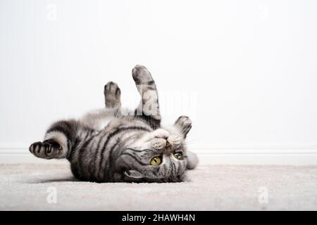 playful funny silver tabby british shorthair cat lying on back upside down on carpet on white background with copy space Stock Photo