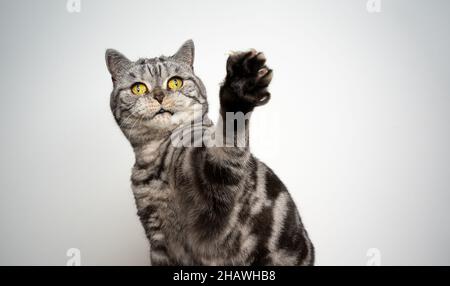 silver tabby british shorthair cat playing raising paw on white background Stock Photo