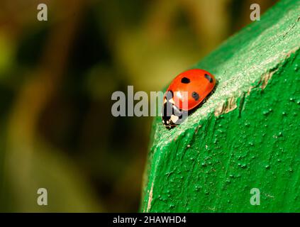 Red ladybug ladybird on green wooden fence, close up, insects. Mock up copy space Stock Photo