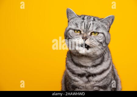 angry british shorthair cat making funny face with mouth open, Stock image