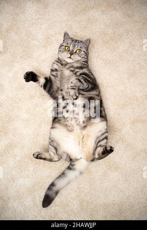 playful silver tabby british shorthair cat lying on back on carpet looking up at camera Stock Photo
