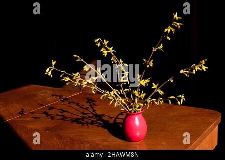 Forsythia flowers in red vase on wooden table. Black background, dark shadows. Still life and retro furniture Stock Photo