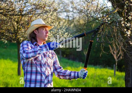 Farmer pruning tree in orchard. Gardening at springtime. Young man with straw hat using pruning shears. Cutting branch of fruit tree Stock Photo