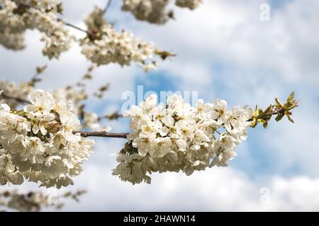 Cherry blossom at spring. White blooming cherry tree branches. Cloudy sky Stock Photo