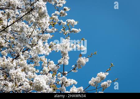 White cherry blossom against blue sky at spring. Blooming cherry tree with copy space Stock Photo