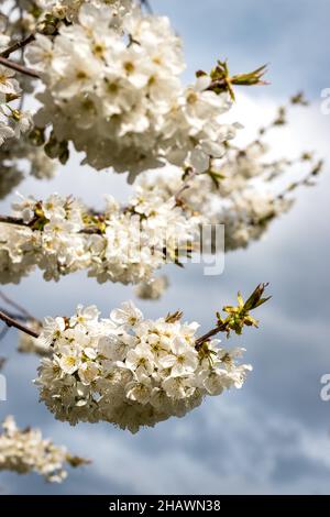 Cherry blossom at spring. White blooming cherry tree branches. Cloudy sky in background Stock Photo