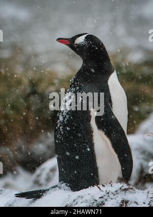 Gentoo penguin standing tall in snow and grass at Gold Harbour, South Georgia Stock Photo