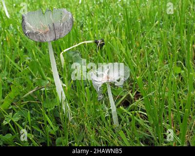 delicate translucent Hare's Foot Inkcap (Coprinopsis lagopus / Coprinus lagopus) deliquescent fungus toadstool in roadside verge Cumbria, England, UK Stock Photo