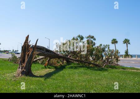 Snapped Pine Tree along Lake Pontchartrain in New Orleans after Hurricane Ida Stock Photo