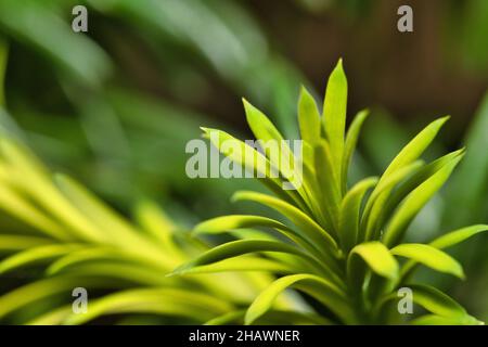 Closeup of the fresh green leaves of Taxus cuspidata, the Japanese yew, spreading yew. Stock Photo