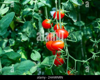 Grape tomatoes growing on a plant. Shallow depth of field with the nearest tomatoes in focus. Stock Photo