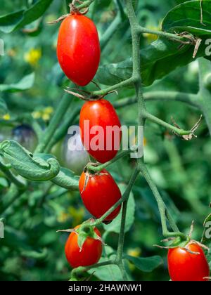 Grape tomatoes growing on a plant. Shallow depth of field with the nearest tomatoes in focus. Stock Photo