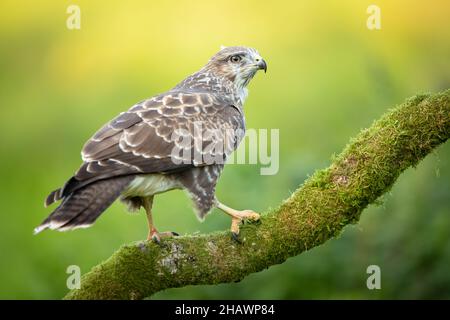 Closeup shot of a Common buzzard on the tree branch Stock Photo