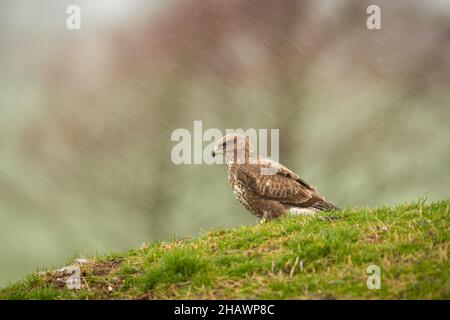 Closeup shot of a Common buzzard on the tree branch Stock Photo