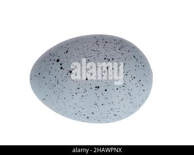Blue spotted painted Easter egg isolated on white background. Stock Photo