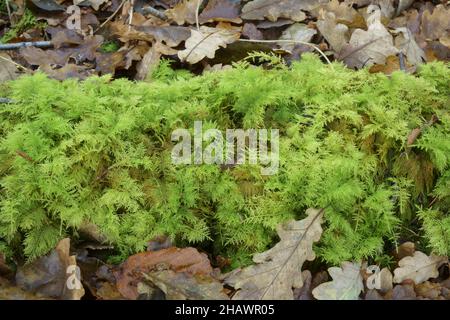 Common tamarisk moss growing on a log. Stock Photo