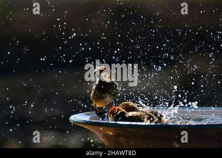 Some Spanish sparrows (Passer hispaniolensis) taking a bath in a ceramic bowl. A male sparrow is sitting on the rim. Lanzarote, Canary Islands, Spain. Stock Photo