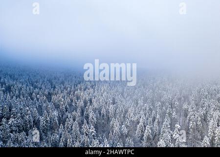 Top view of a pine forest covered with snow. Trees are covered in snow ...