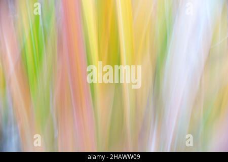 A colorful pattern. The picture is taken blurred by panning the camera. It's Chinese silvergrass. Stock Photo